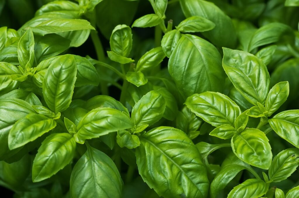 Sweet Basil, Org, fresh herb, 3 oz