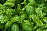 Sweet Basil, Org, fresh herb, 2 oz