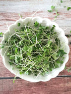 Broccoli Microgreens, Local, Org, 1 oz