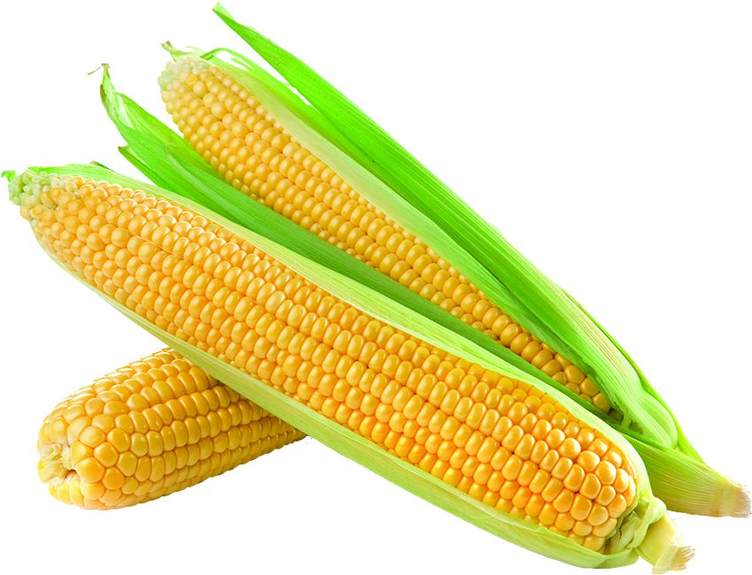 Sweet Corn, Local, Organic