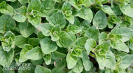 Oregano, Fresh, Organic, Local