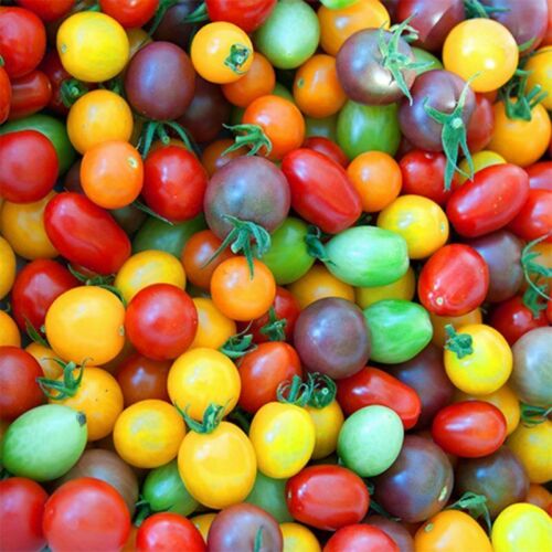 Tomatoes, Sun Sugar Cherry, Local, Organic