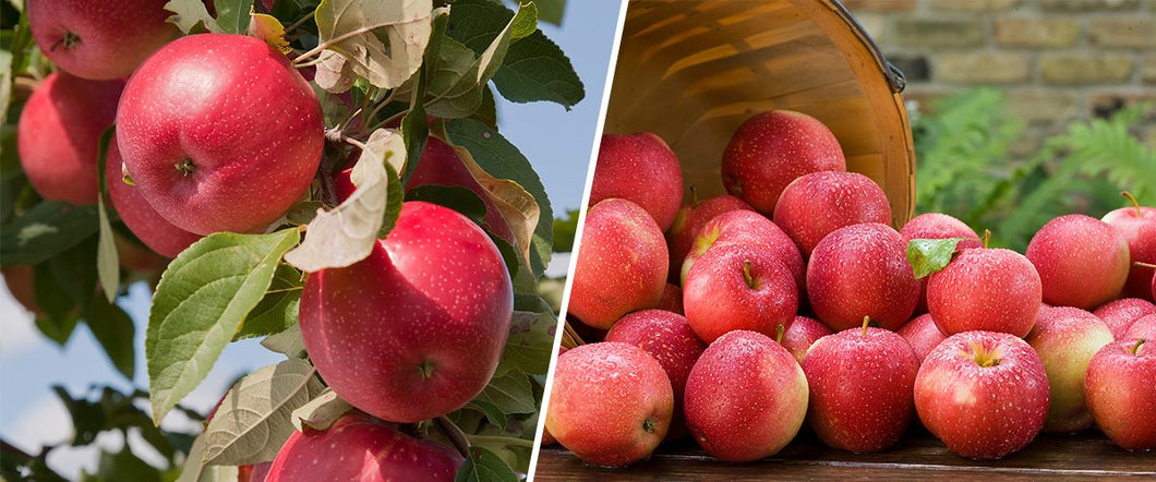 Apples, Sweet Tango, Organic, Sold individually
