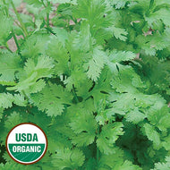 Cilantro, Herbs, Fresh, Organic, sold per bunch
