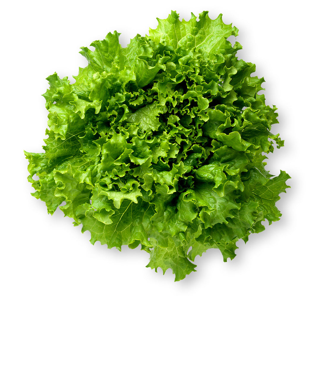 Lettuce, Green Leaf, Organic, Sold Each