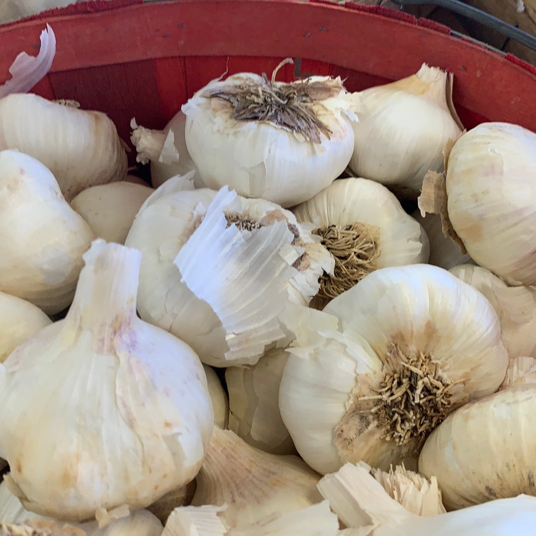 Garlic, Organic