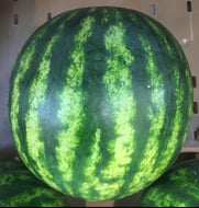 Watermelon, Organic, priced each