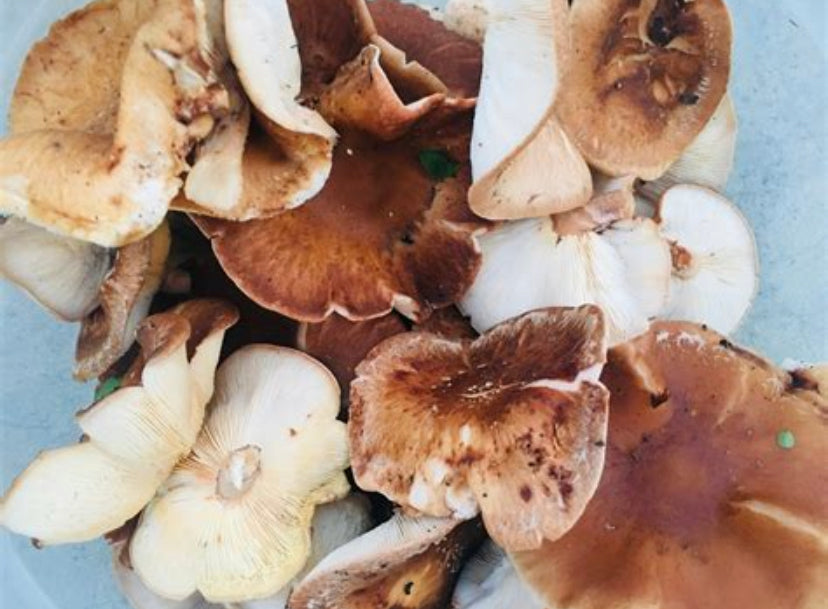 Mushrooms, Organic Shiitake 5 oz
