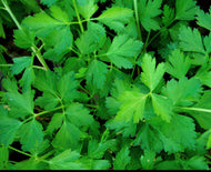 Parsley, Italian, Flat Leaf, Organic, Local, Fresh, Bunch