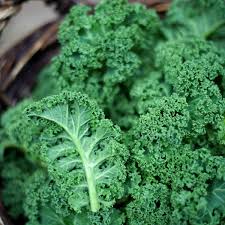 Kale, Green, Organic