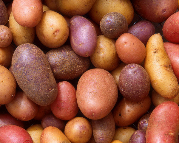Potato, Rainbow Fingerling, Organic